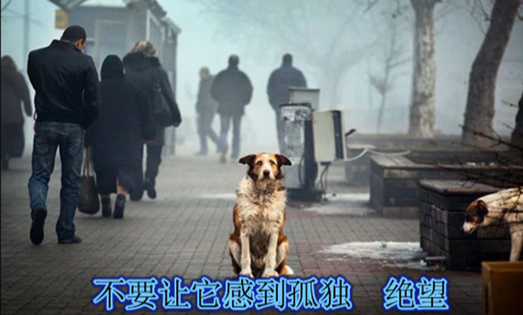 盘锦爱影圈微博微信转发案例
